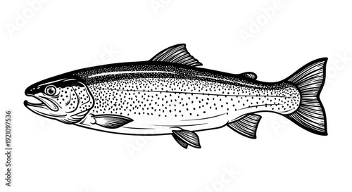 Hand-drawn illustration of a salmon fish, black and white sketch, isolated on white background.