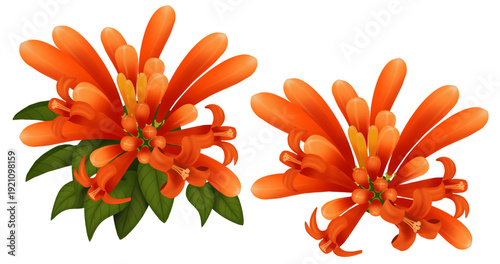 Vászonkép Botanical illustration of Orange Trumpet or Flame Flower (Pyrostegia venusta (Ker) Miers), the provincial flower of Chiang Rai Province, Thailand