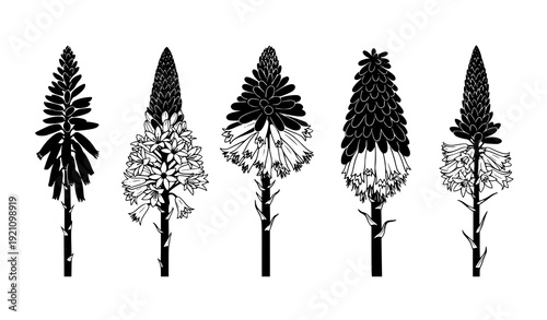 Asphodelaceae Flower Examples Monochrome Botanical Vector Illustration Set