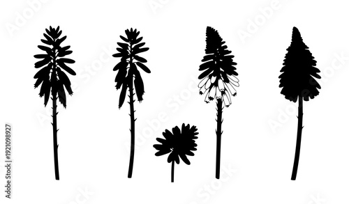 Scientific Asphodelaceae Plant Family Flower Silhouettes Vector Collection