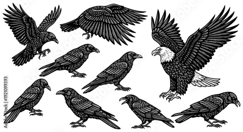 black and white woodcut illustrations of bald eagle and ravens featuring wild birds flying and perched perfect for nature themes.