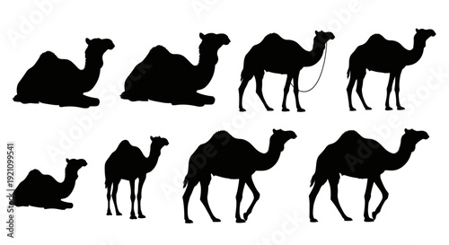 black camel silhouettes vector illustration of dromedary desert animals in various poses on white useful for desert and middle east themes.