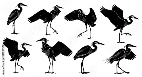 black great blue heron silhouettes in various graceful poses with wings spread isolated on white illustrating elegant wetland birds.