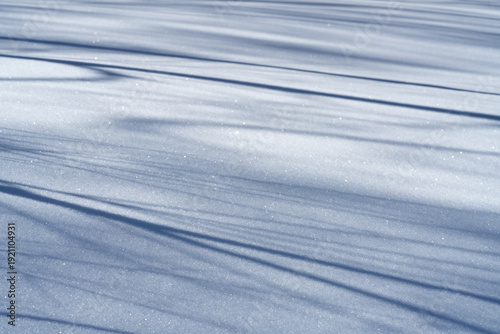 Photos 雪原にのびる木の影