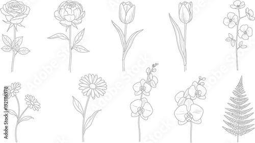 Elegant Botanical Line Art Collection of Various Flowers and Plants on White