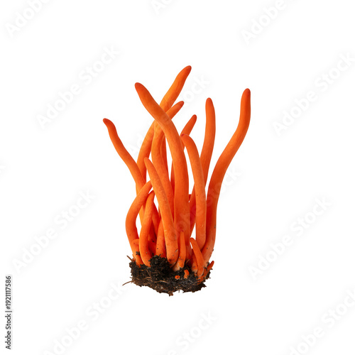 Cordyceps mushroom against a white backdrop