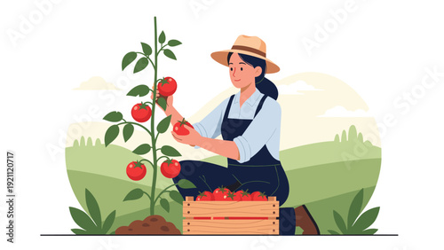 Female farmer in hat picking ripe red tomatoes from plant in field and putting them into a wooden crate at organic farm.