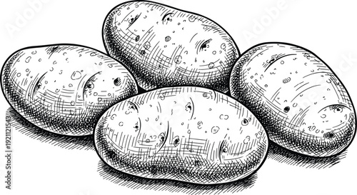 Vintage engraved potatoes illustration with detailed hand drawn sketch style isolated on white background for organic food packaging agriculture and retro design projects