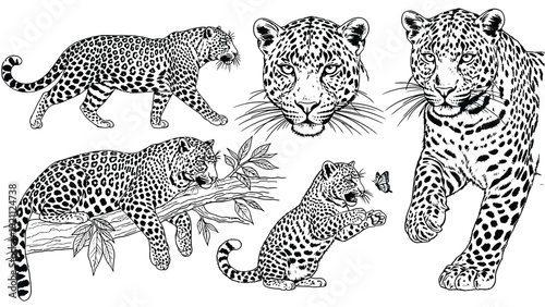 Illustrated leopards in various poses: walking, lounging on a branch, and a cub playing with a butterfly. Central head sketch. Detailed and dynamic.