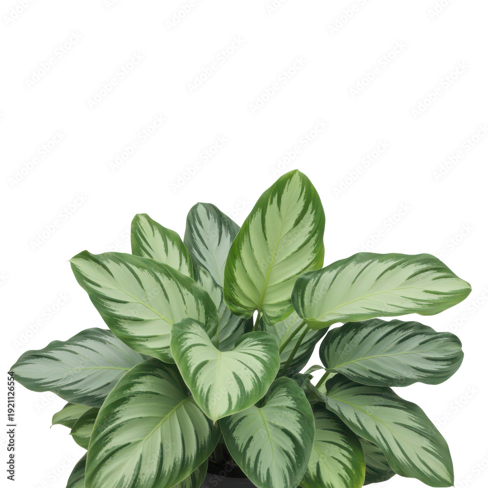 Fototapeta premium Large Green Plant with Variegated Leaves isolated on a transparent background