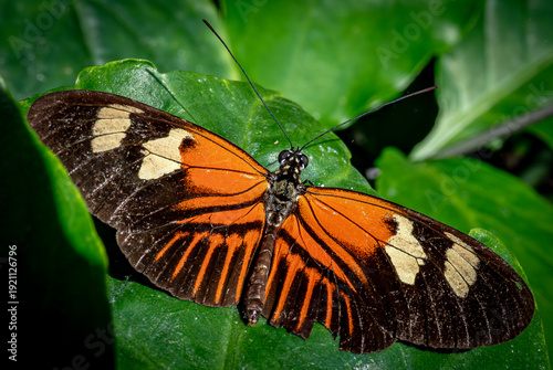 Tropical Butterfly