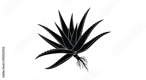 A striking black and white illustration depicts an agave plant with sharp leaves and roots rendered as a silhouette