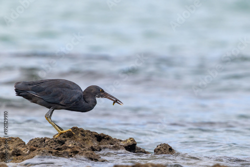 eastern reef egret hunting on coastal rocks and has caught a fish