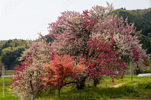 Canvas Print Plum tree with red and white blossoms in spring, Shiwa Town, Iwate, Japan