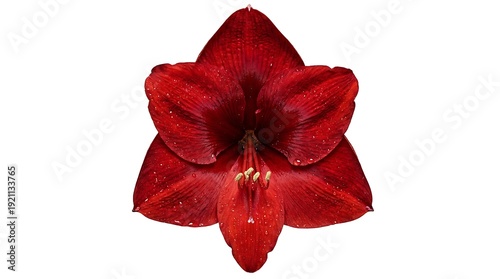 Deep red amaryllis lily flower head isolated on white background cutout