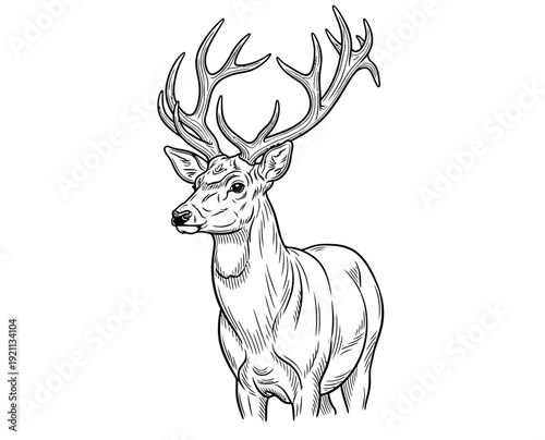 Line art of a majestic deer with detailed antlers facing left. The monochrome illustration captures the deer's grace and strength.