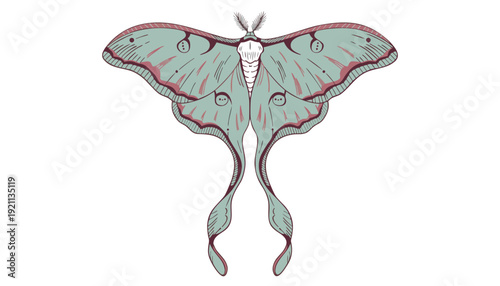 elegant luna moth butterfly illustration with detailed wing patterns in soft mint green and pink tones on white background for nature and boho design