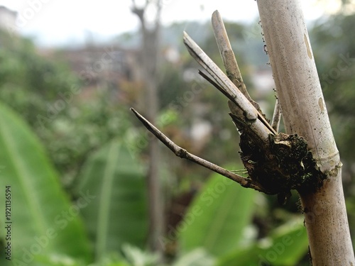 Dried bamboo sticks look very good as background images.