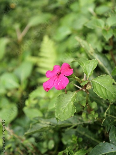 Impatiens walleriana is a plant species belonging to the Balsaminaceae family. This species is also part of the order Ericales. The Impatiens walleriana species itself is part of the Impatiens genus.