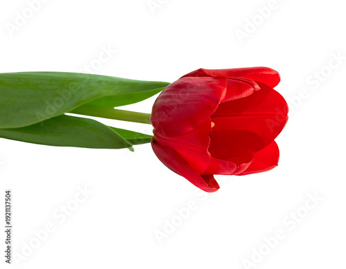 Vibrant red tulip flower with green stem and leaves against white background.