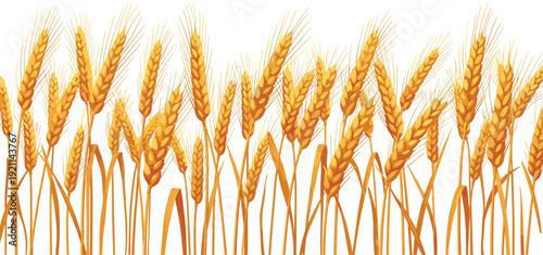 Vector illustration of a golden wheat field border with ripe ears of grain and stalks for autumn harvest agriculture and organic food bakery background.