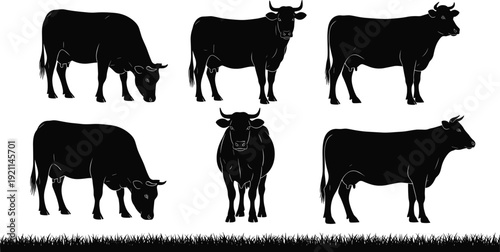 Black cow silhouettes collection in different poses farm cattle animal vector illustration isolated on white background