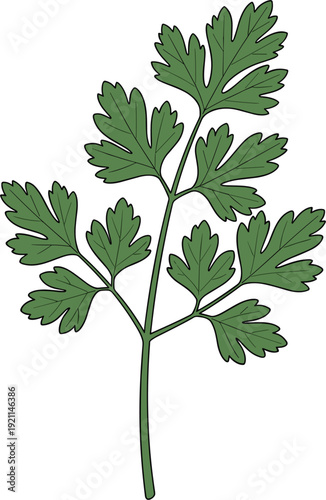 Fresh Parsley Herb Illustration with Green Leaves and Stem, Organic Culinary Ingredient, Hand Drawn Botanical Vector Design
