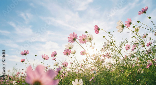 Obraz na plátně Vibrant pink and white cosmos flowers swaying gently in a lush green field under