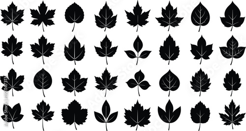 Assortment of black leaf shapes in various styles on transparent background vector