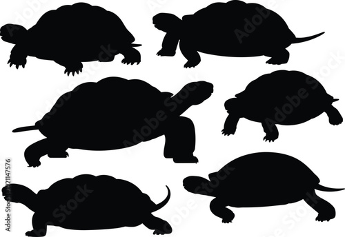 Tortoise silhouettes, reptile vector illustration, animal design, wildlife, shell shapes, nature, species variation, pet icon, zoology, biology, education, comparison