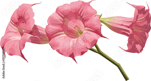Beautiful pink angel trumpet flowers on branch illustrating botanical nature for garden or floral decoration