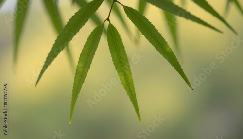 Close-up of delicate green leaves with serrated edges against a soft, blurred background