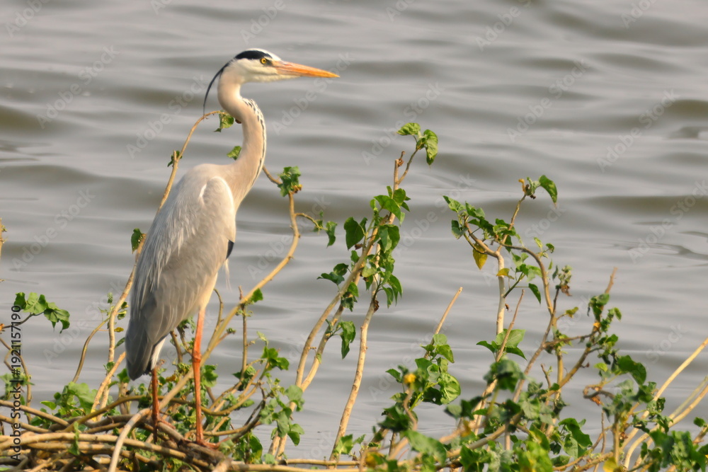 Obraz premium Birds of India clicked on February