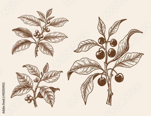 coffee tree and coffee fruit illustration template design