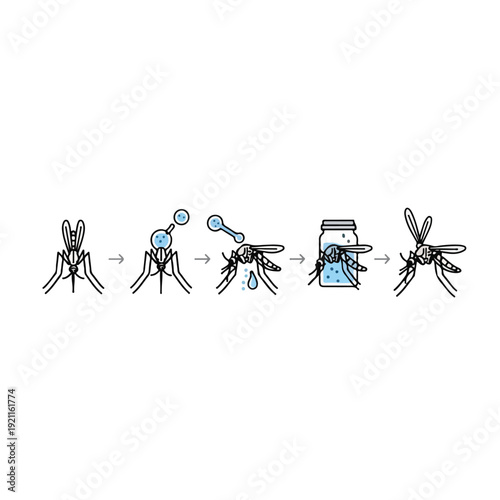 Illustration of a mosquito life cycle with five stages from egg to adult on a white background.