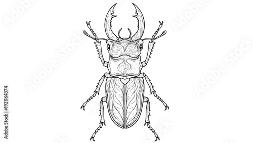 Intricate Zentangle Stag Beetle Vector Illustration