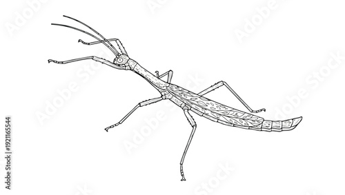 Stick Insect Line Art Illustration
