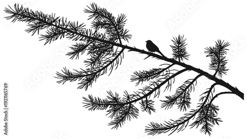 Silhouette of a small bird perched on a pine tree branch against a white background.