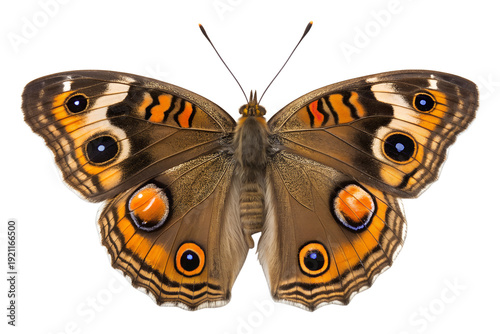 Colorful butterfly with wings spread on white background