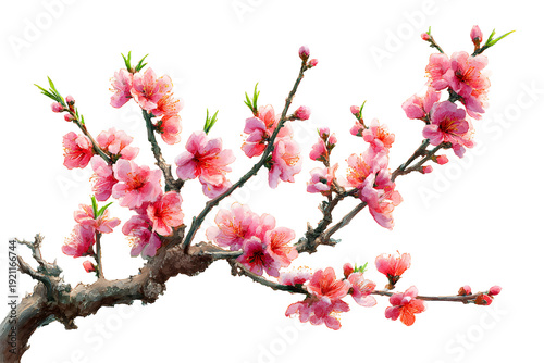 Beautiful peach blossom branch watercolor painting isolated on transparent background for spring season greeting cards featuring soft pink flowers and brown wood stems in artistic brush style