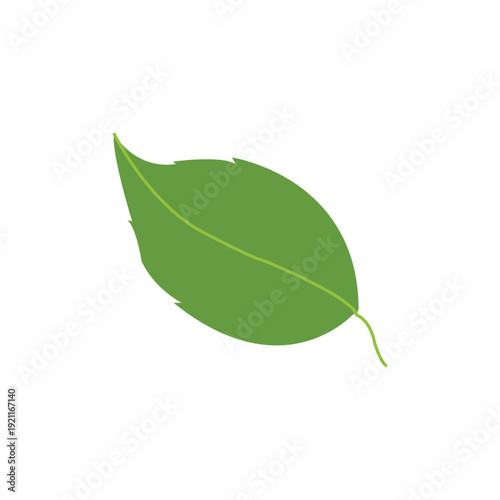  Green leave Vector, leave Vector, Free Vector, Free Green leave, Free leave