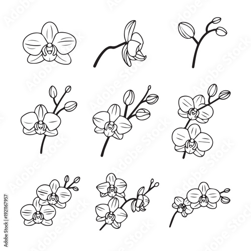 Set of nine hand drawn orchid flowers, featuring single blooms, buds, and multiple flowers on stems, outline style botanical collection