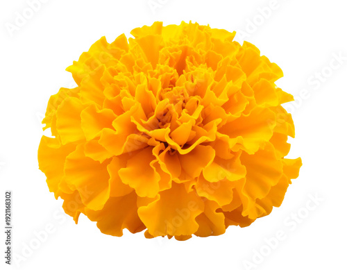Vibrant yellow marigold flower isolated on a clean white background perfect for design.