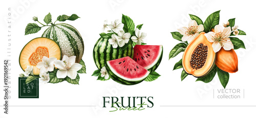 Vibrant and EyeCatching Fruit Illustrations Featuring Various Melons, Watermelons, and Papayas. Illustrations in the style of vintage painting and botanical illustration