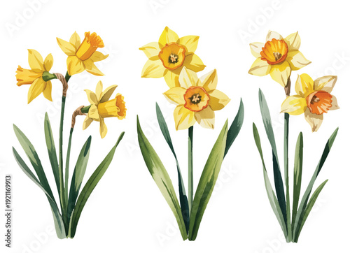 Romantic yellow narcissus floral study with layered petals and organic green leaves.