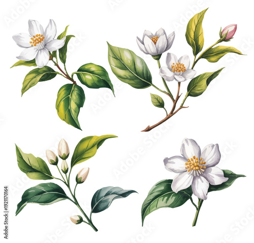 Elegant jasmine flower cluster with golden stamens in classic vintage botanical style.