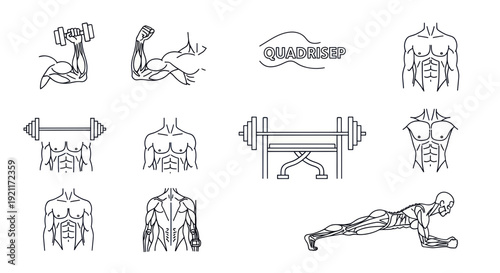 Fitness Icons: Muscular Anatomy, Weightlifting, Plank Exercise, Bodybuilding Graphics