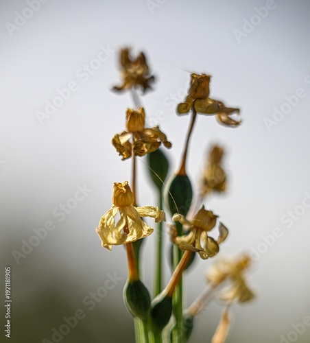 High resolution color image of a Withered Narcissus Flowers After Bloom – Wilting White Daffodils in Natural Light