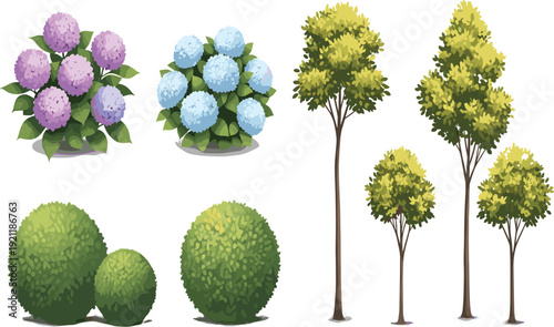 Hydrangea flowers, ornamental shrubs and decorative garden trees vector illustration set isolated landscaping plant collection design