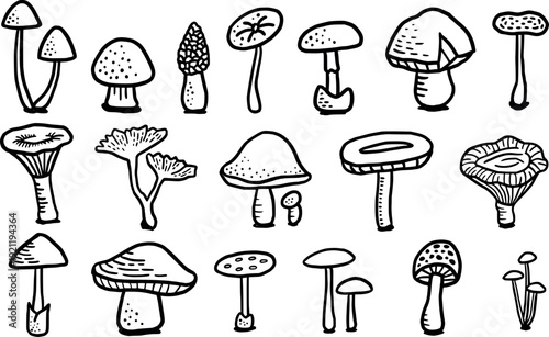 Hand Drawn Mushroom Illustrations fungi drawing